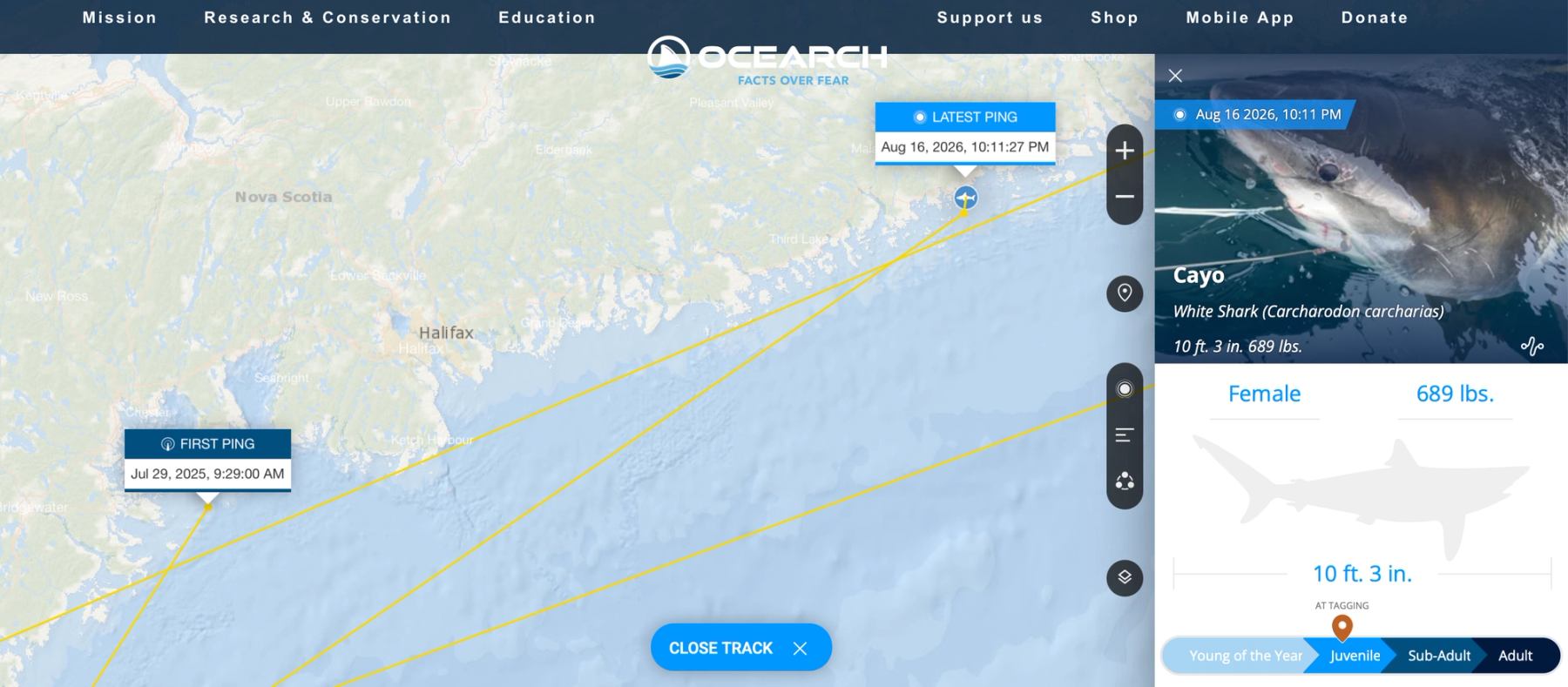 A screenshot of OCEARCH's tracker for Cayo, showing her tagging date and latest ping off the coast of Nova Scotia.