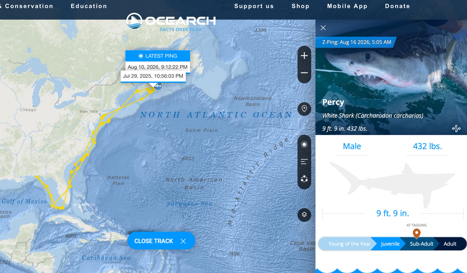 A screenshot of OCEARCH's tracker for Percy, showing his tagging date and latest ping. It also shows his migration from the coast of Nova Scotia to the Gulf of Mexico and back, over the last year.