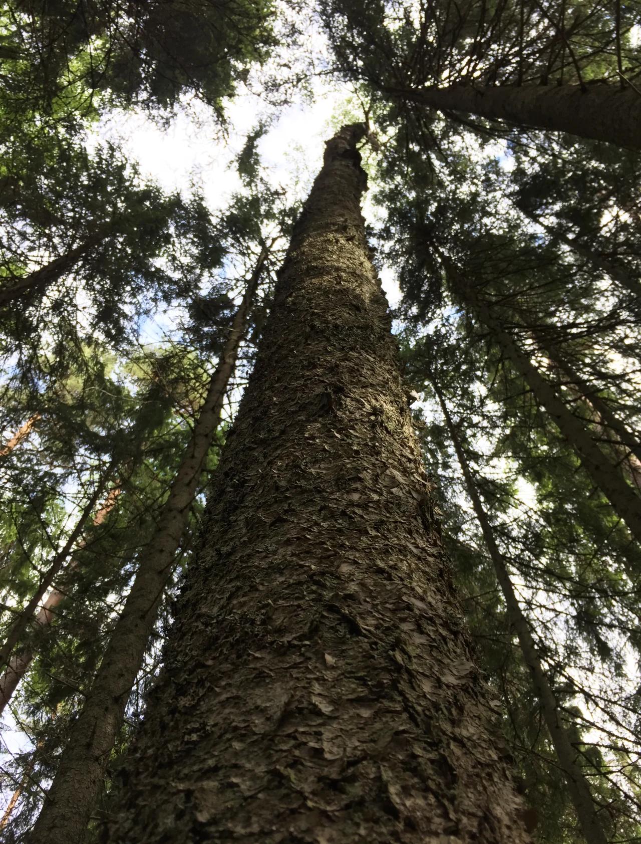 FSC and PEFC certified forest in Western Europe, sustainably managed timber source for De Vorm wood furniture