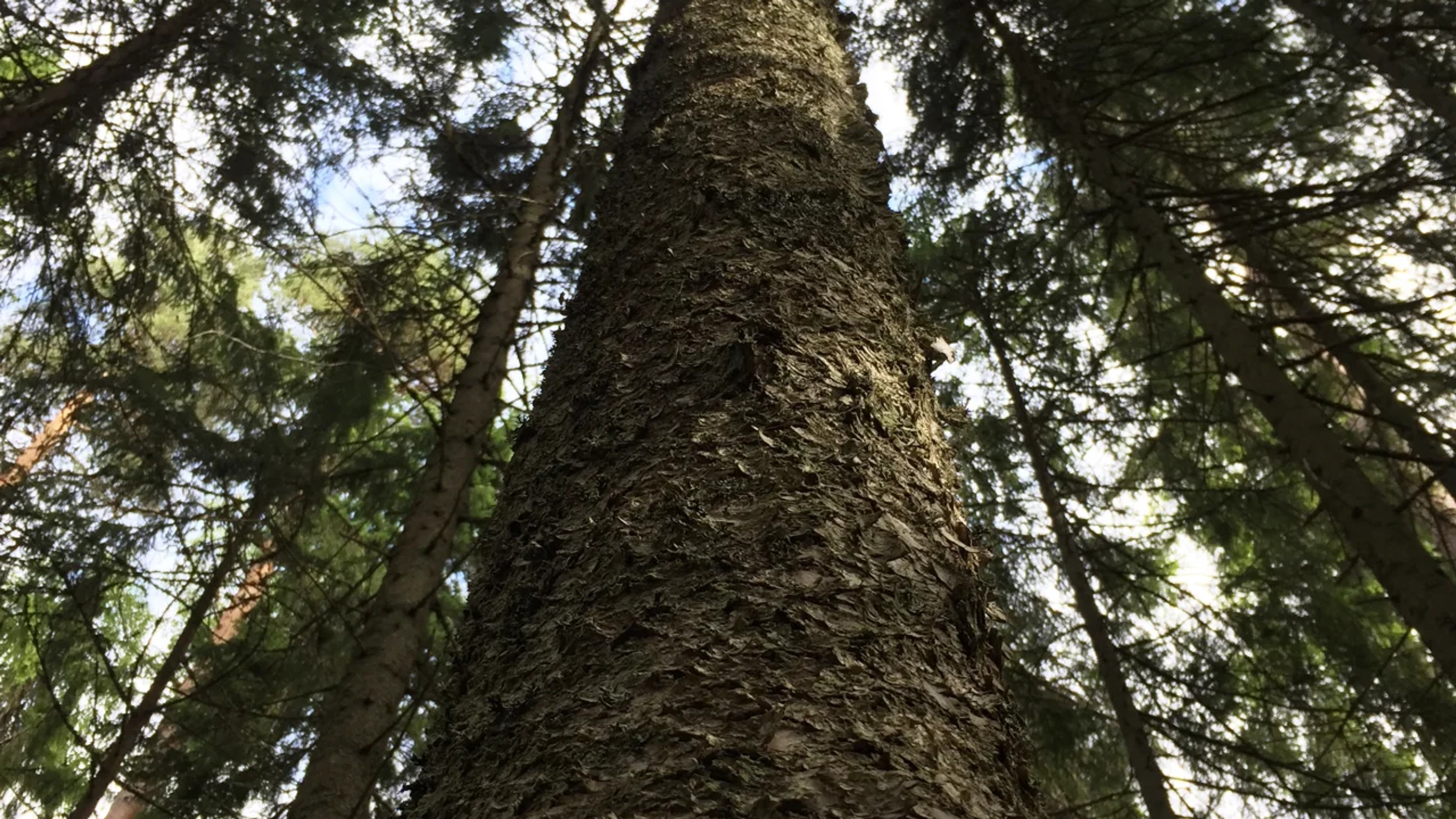 FSC and PEFC certified forest in Western Europe, sustainably managed timber source for De Vorm wood furniture