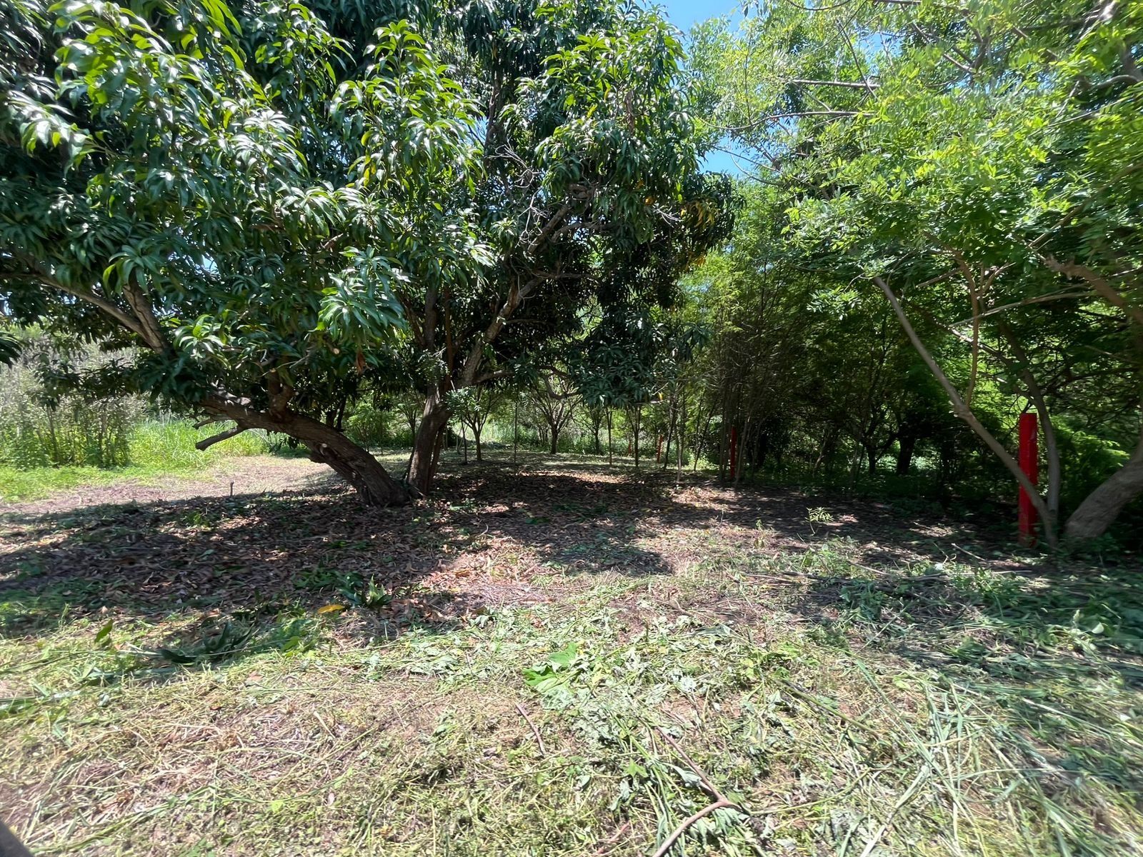 Terreno desmontado bajo árboles maduros, Esperanza Verde