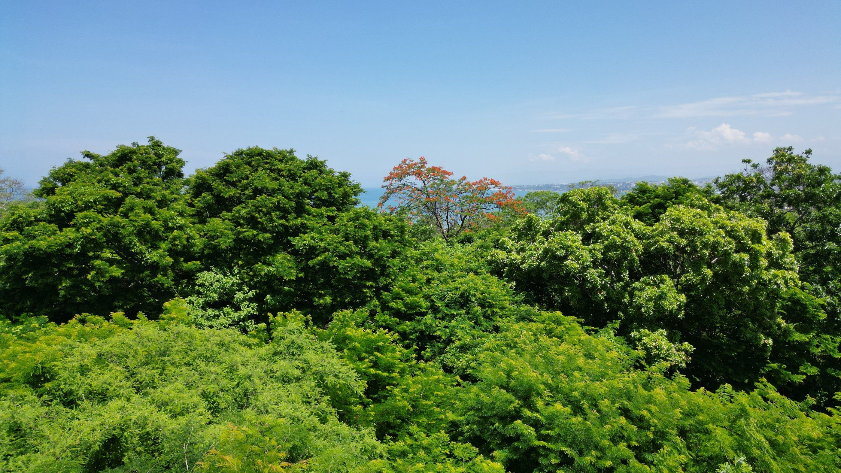Jungle de la réserve face au terrain, La Punta