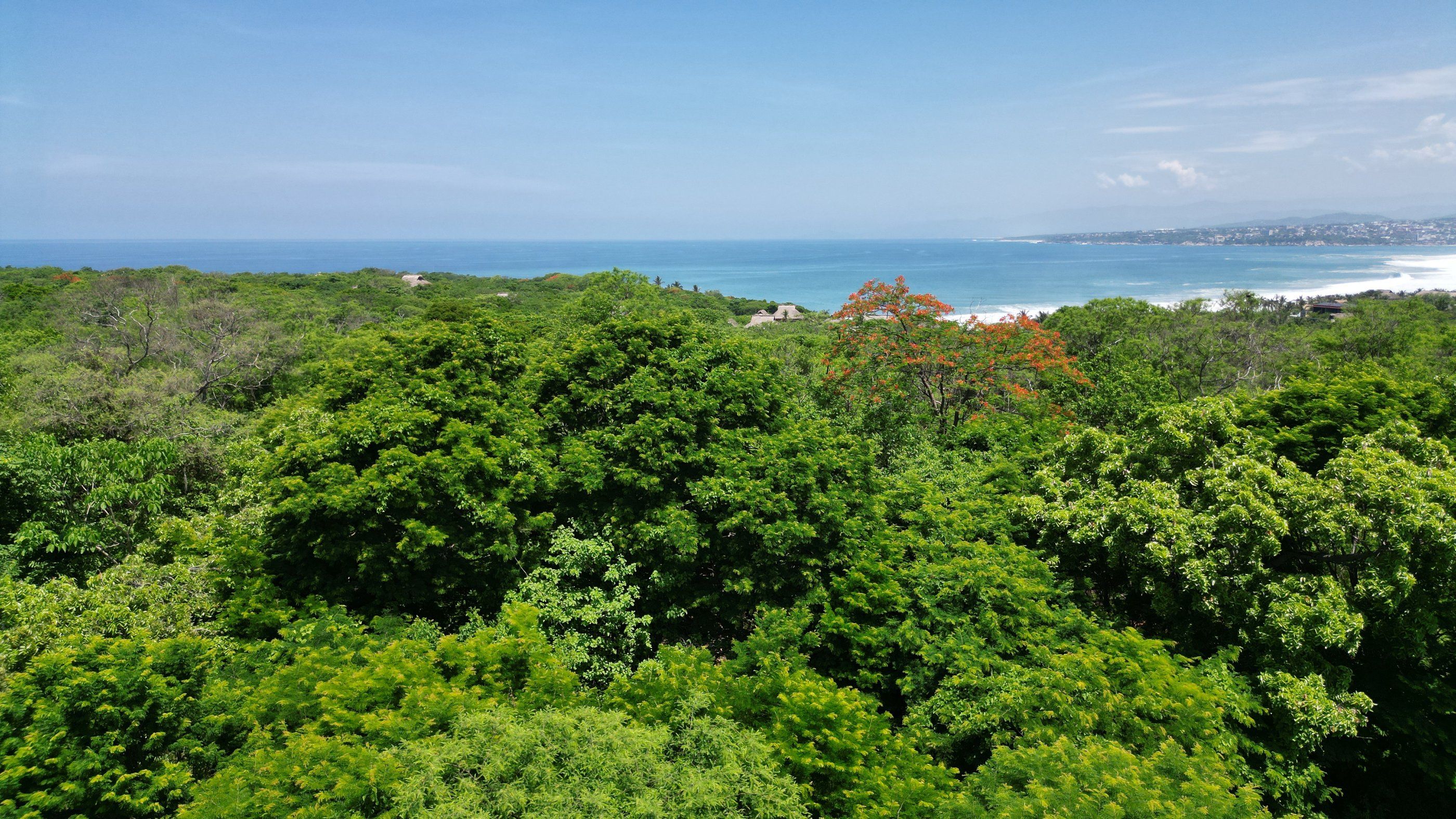 Vue mer au-dessus de la végétation depuis le terrain, La Punta Zicatela