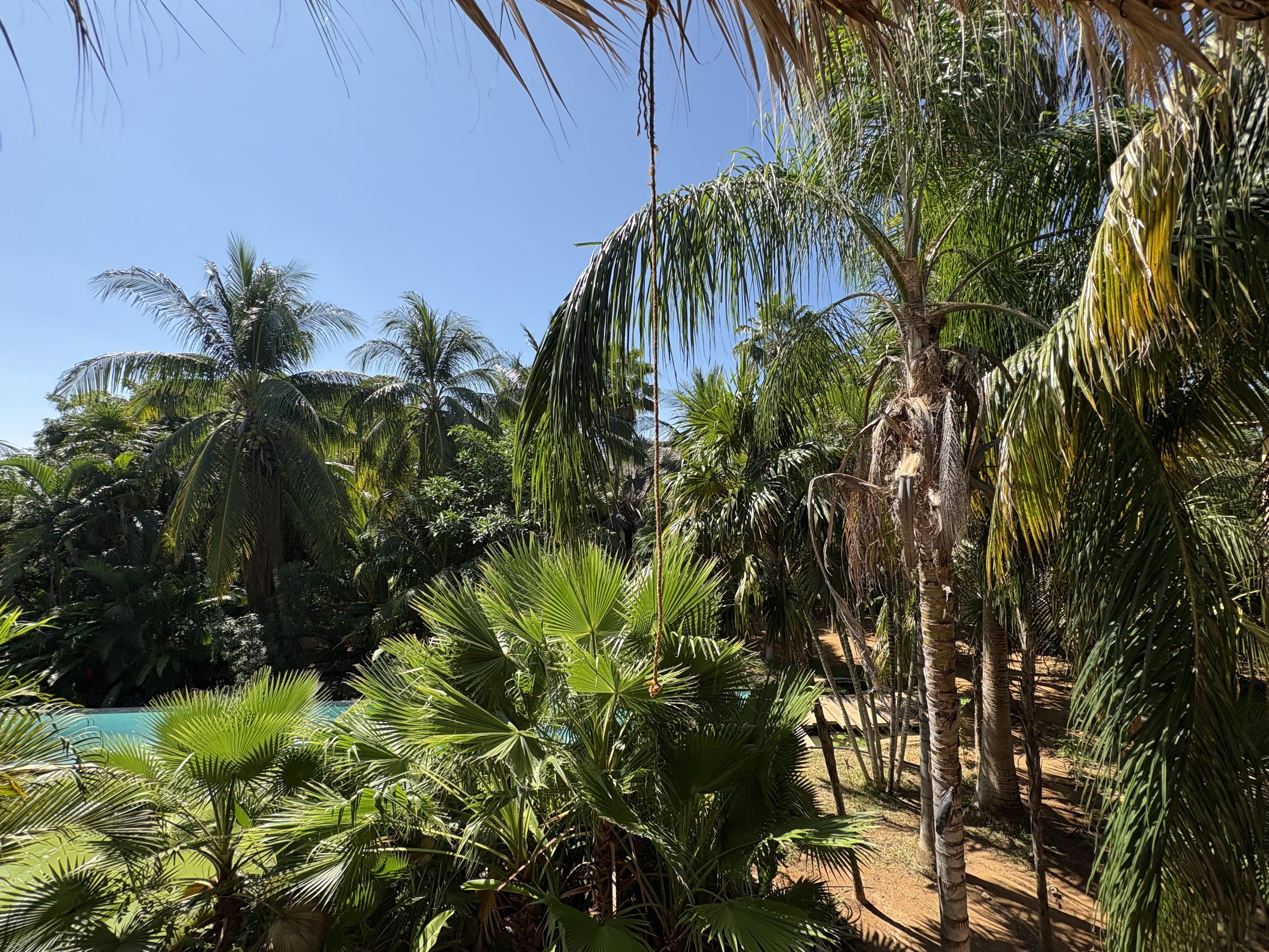 Jardín de palmeras, Casa Balsa, La Foresta
