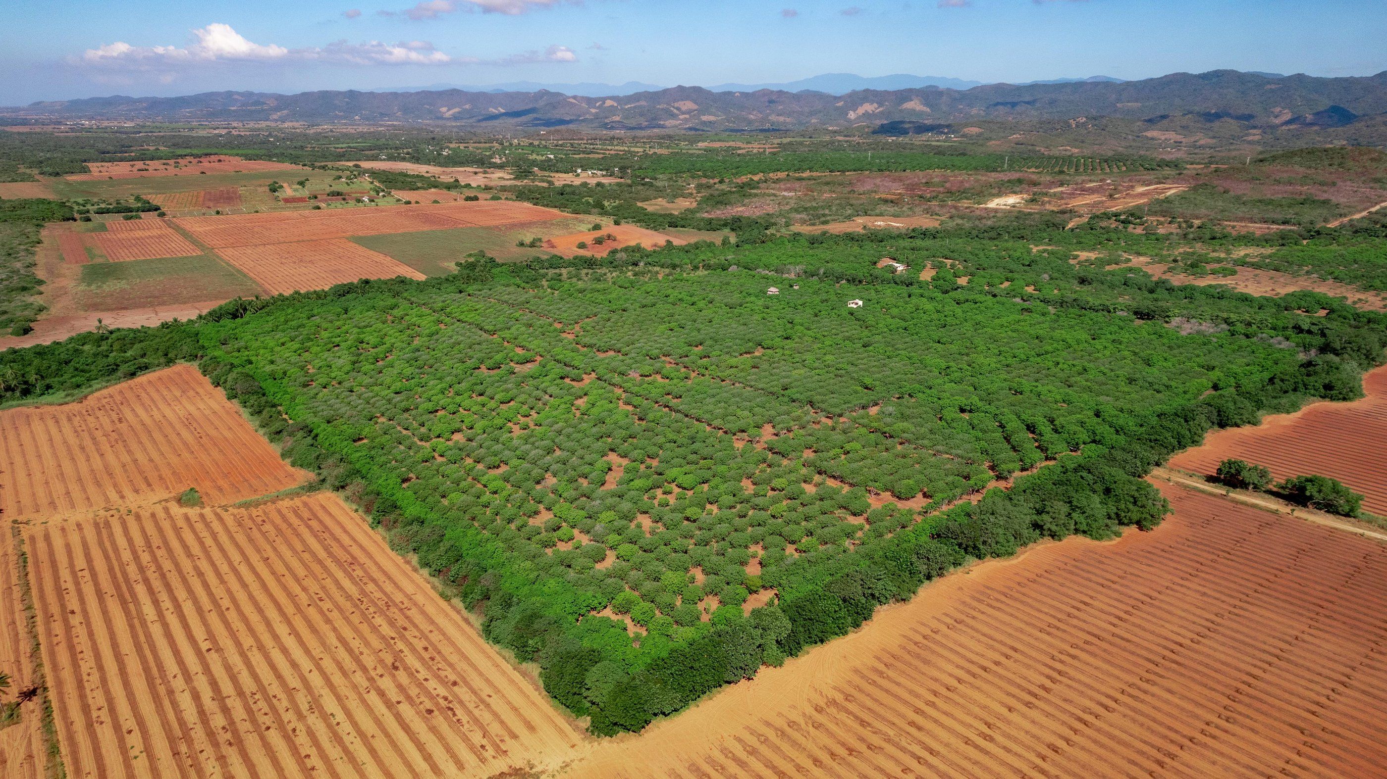 Development with the hills behind, Plataforma