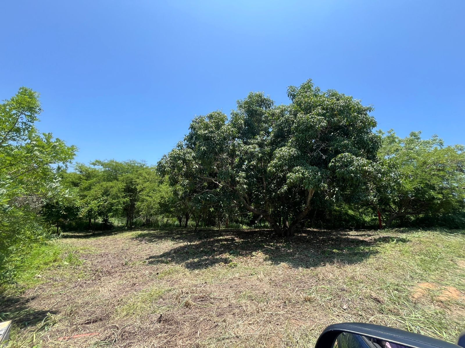 Terreno abierto con árbol grande, Esperanza Verde
