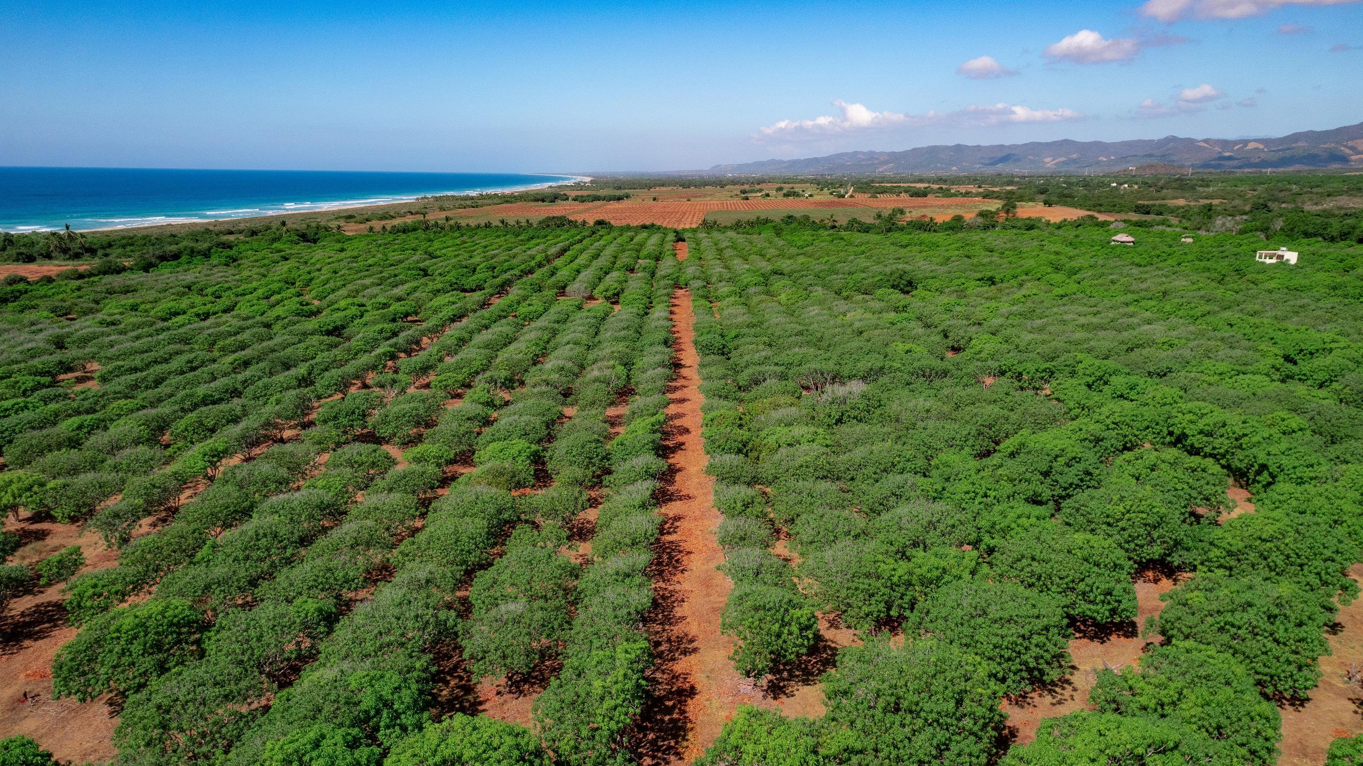 Rows of trees with the ocean on the horizon, Plataforma