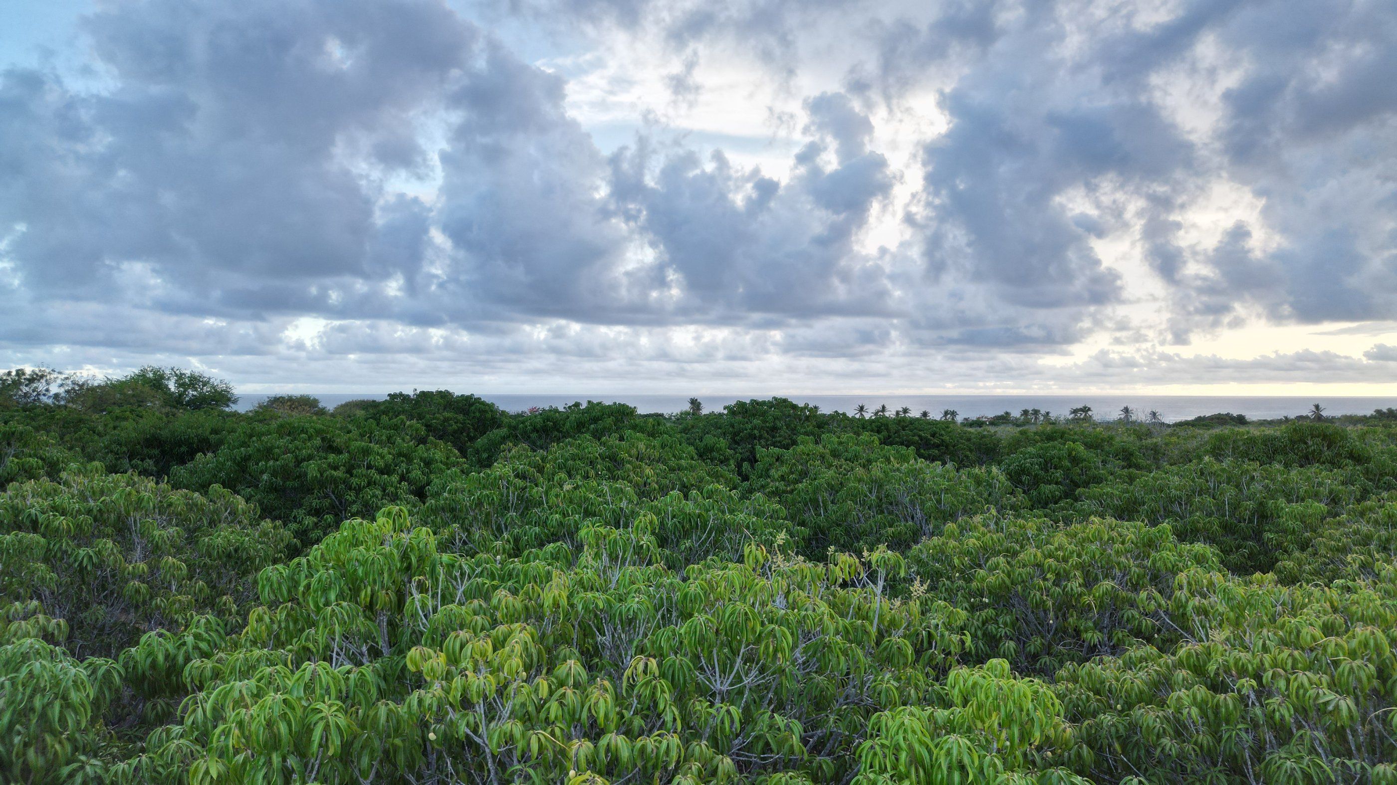 Vue drone au-dessus des arbres vers l'océan, Plataforma
