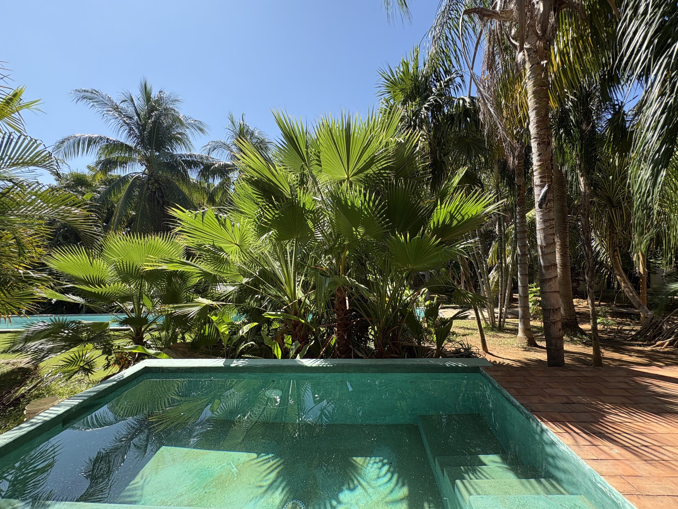 Lap pool among palm trees, Casa Balsa, La Foresta, La Barra de Colotepec