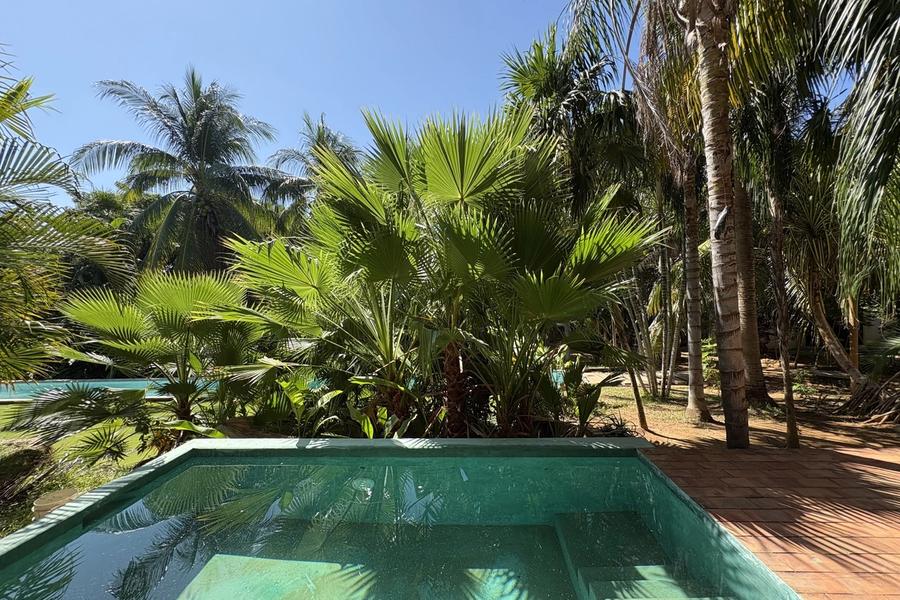 Lap pool among palm trees, Casa Balsa, La Foresta, La Barra de Colotepec