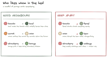 Companion planting: what actually works