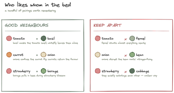 Companion planting: what actually works