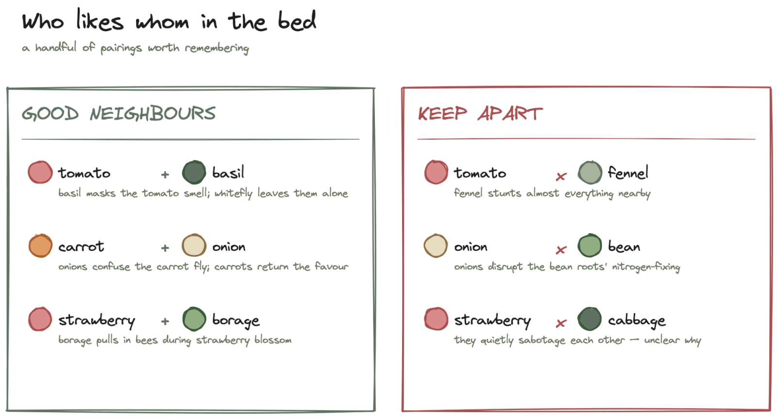 Companion planting: what actually works