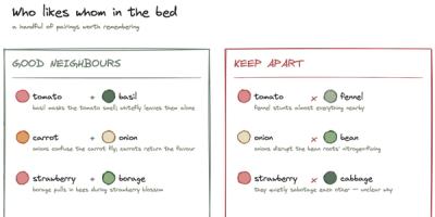 Companion planting: what actually works