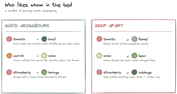 Companion planting: what actually works