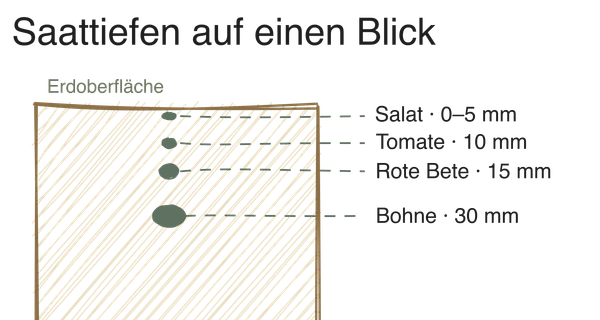 Aussaat: Wann, wie tief, und worauf es ankommt