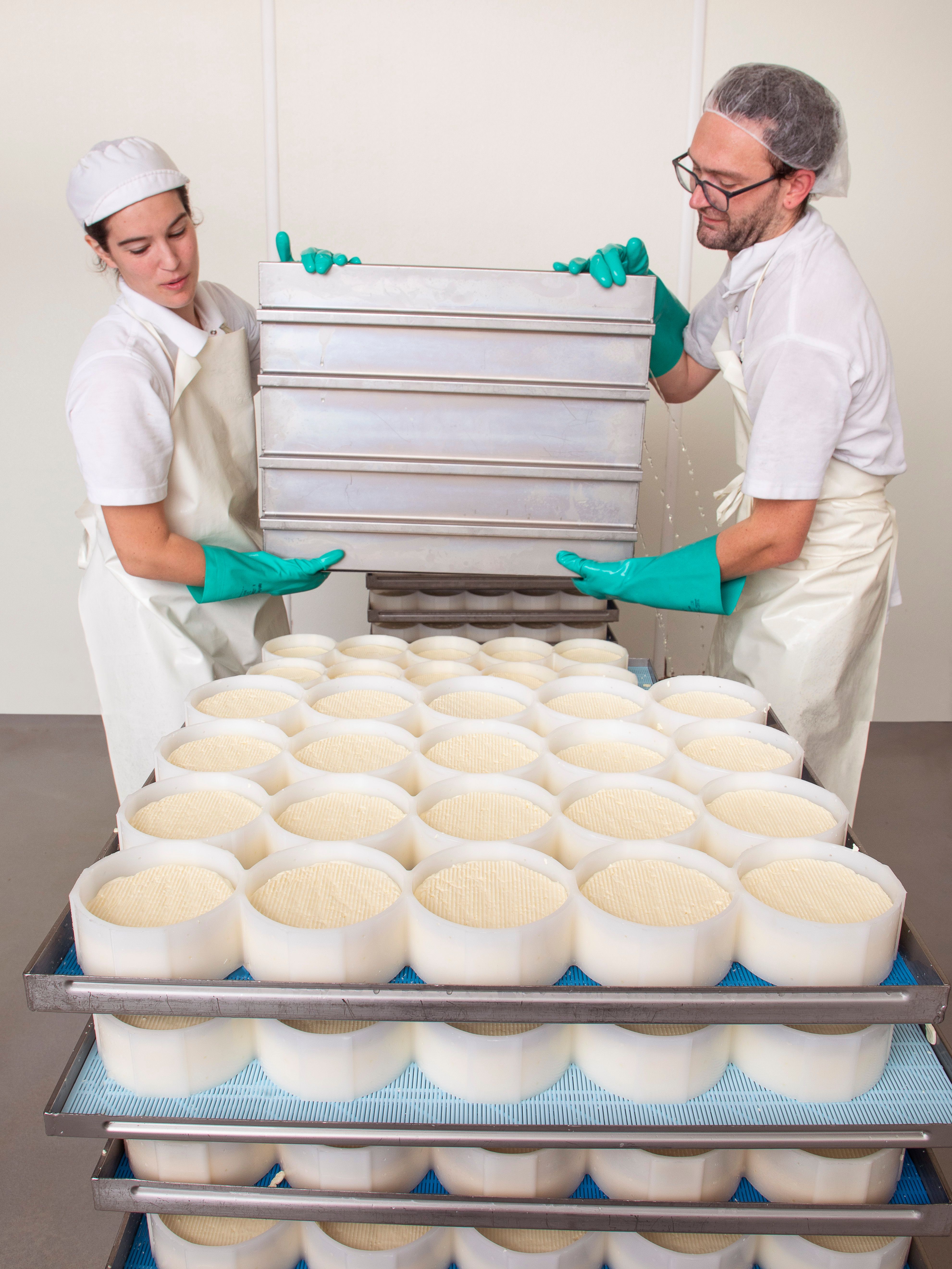 Cheesemakers filling a rack of molds