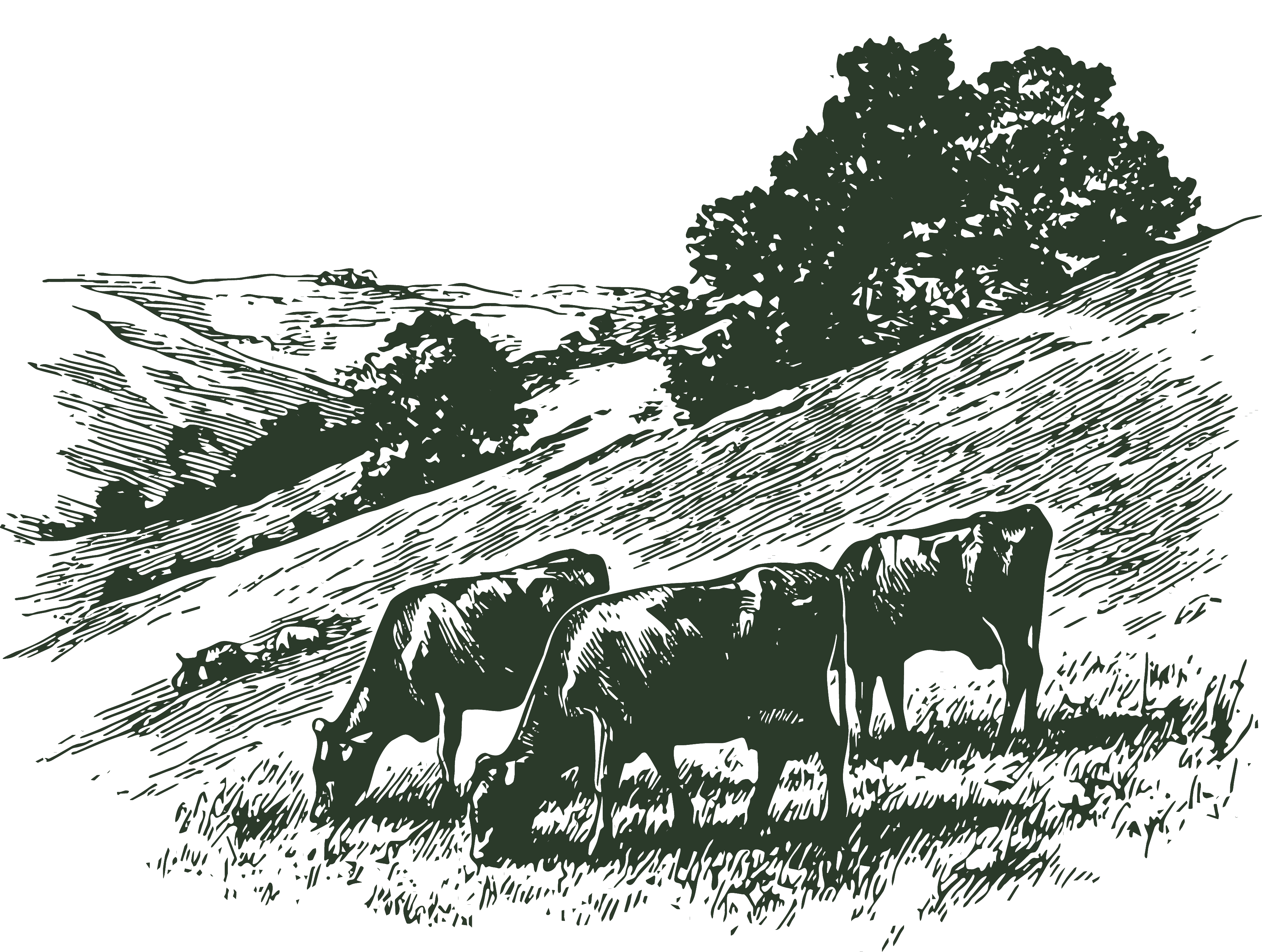 Engraving of cows grazing a wooded hillside