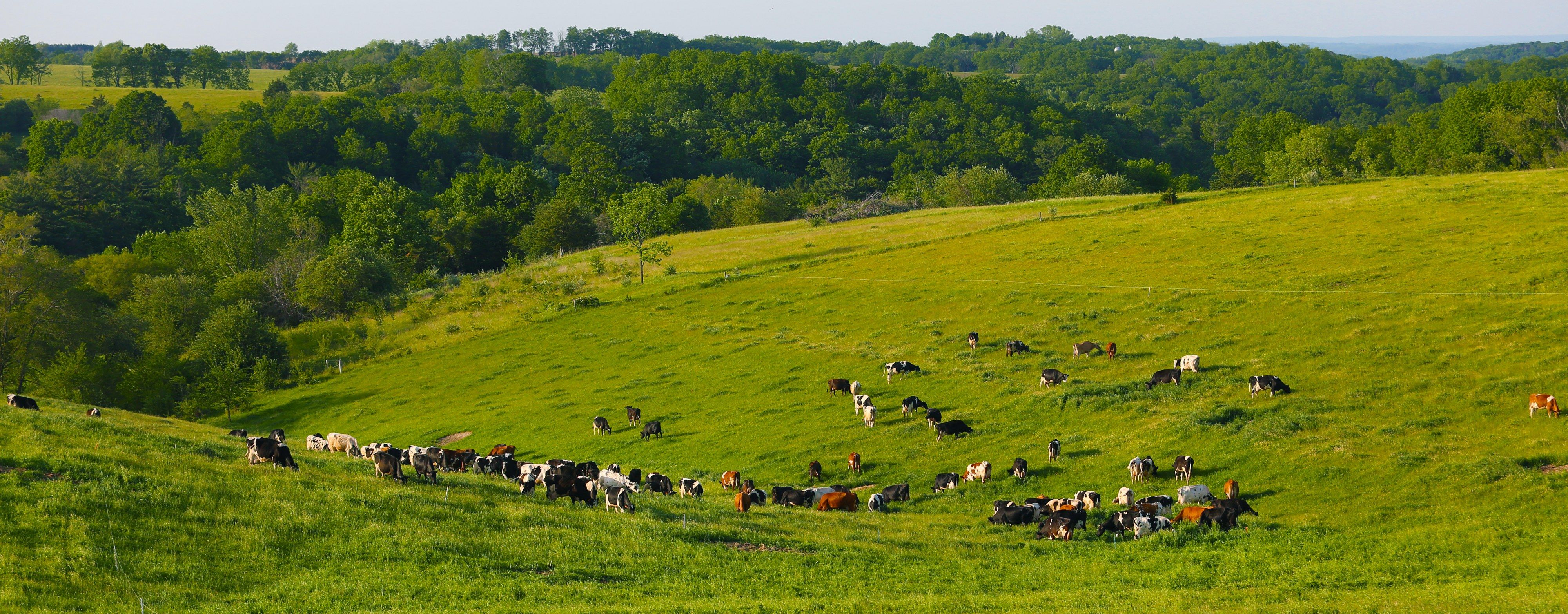 Cows grazing the north pasture below a wooded ridge