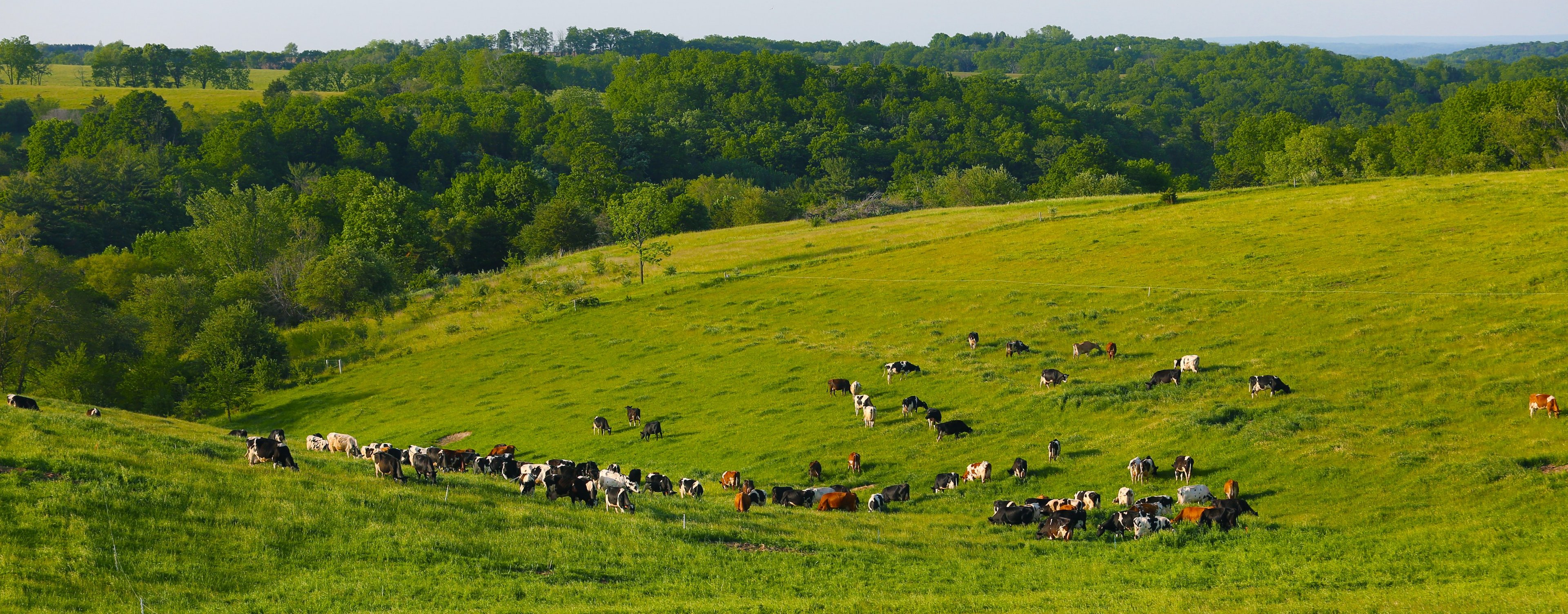 The herd grazing a green hillside pasture above wooded valleys