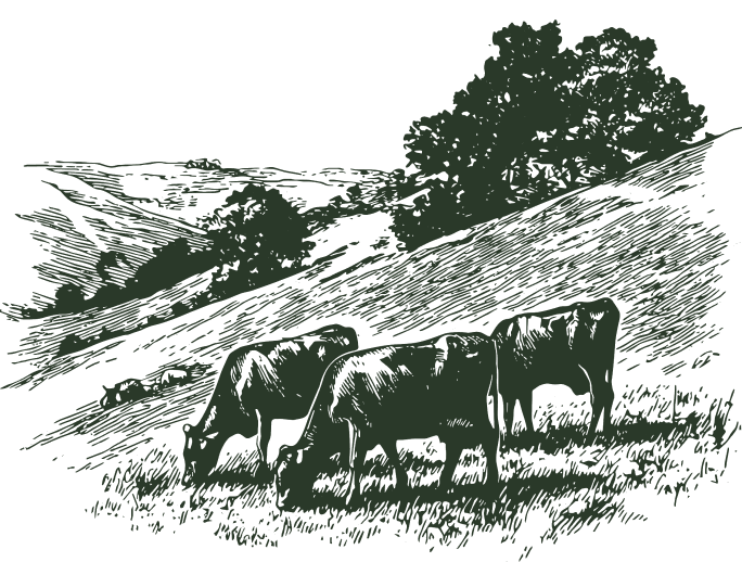 Engraving of cows grazing a wooded hillside