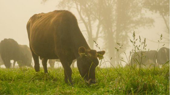 A cow grazing in the morning mist