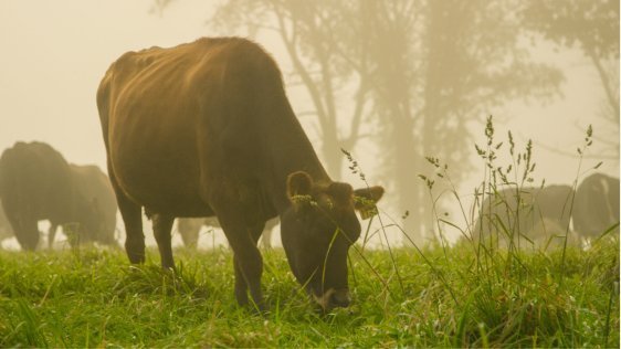 A cow grazing in the morning mist