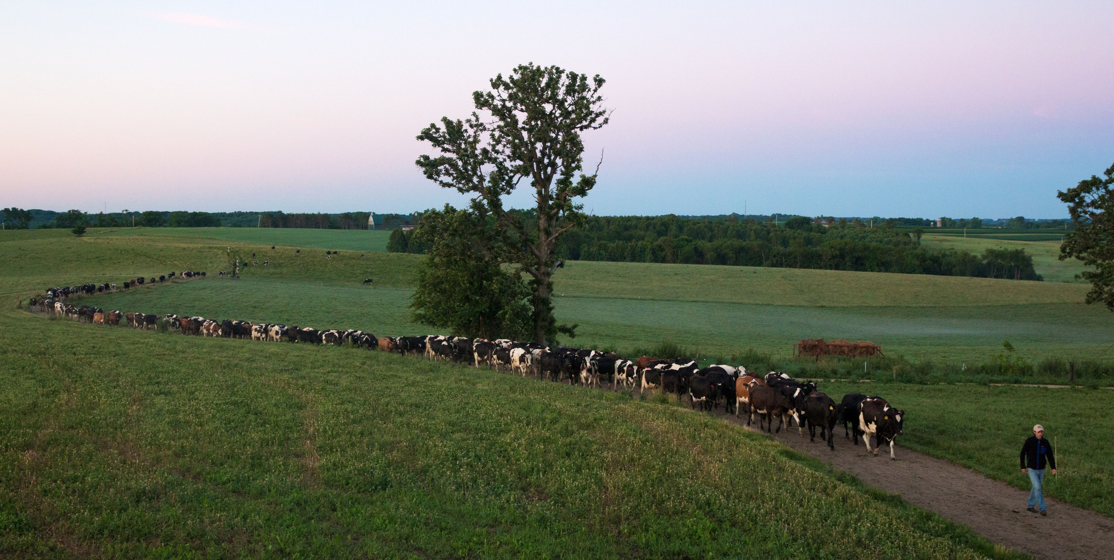 The herd walking in for milking along a ridgetop pasture at dawn