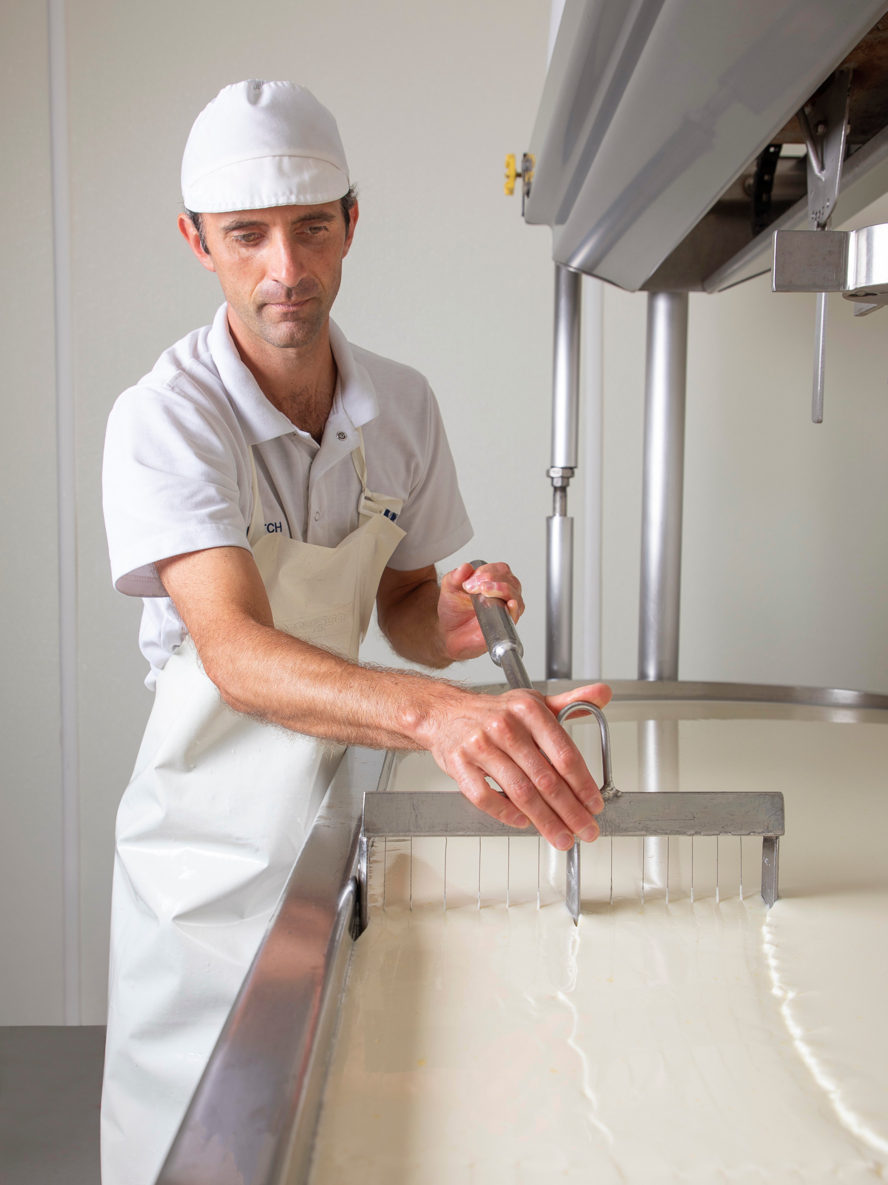 A cheesemaker cutting curd with a harp
