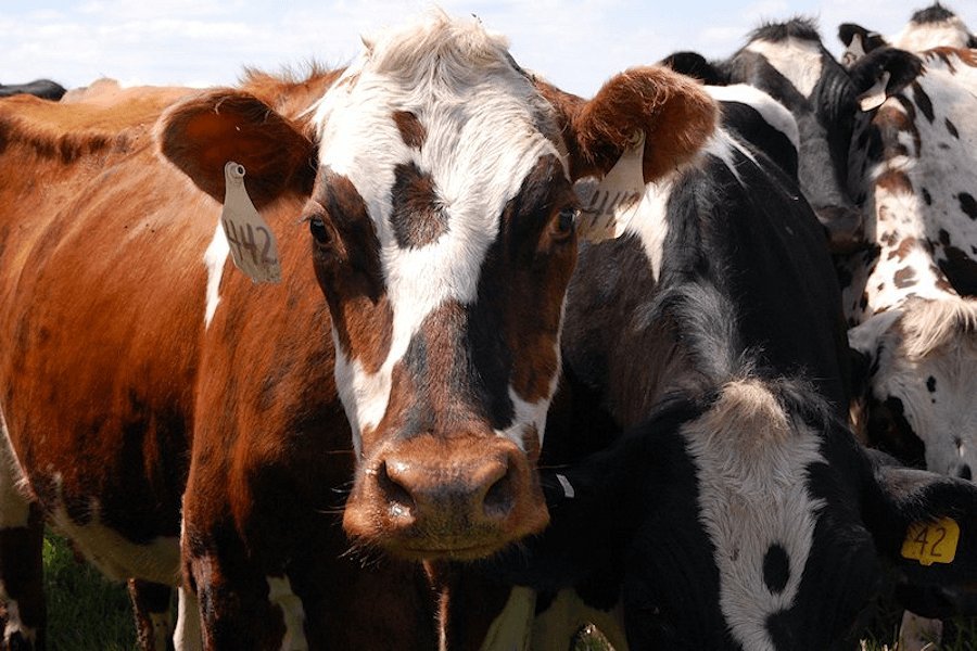 Close-up of the herd's faces