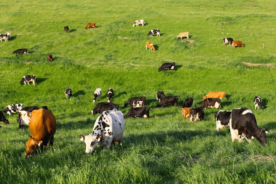 The herd spread across a green pasture