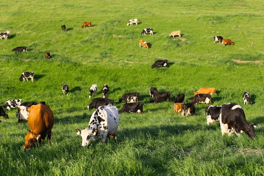 The herd spread across a green pasture