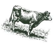 Engraving of a cow