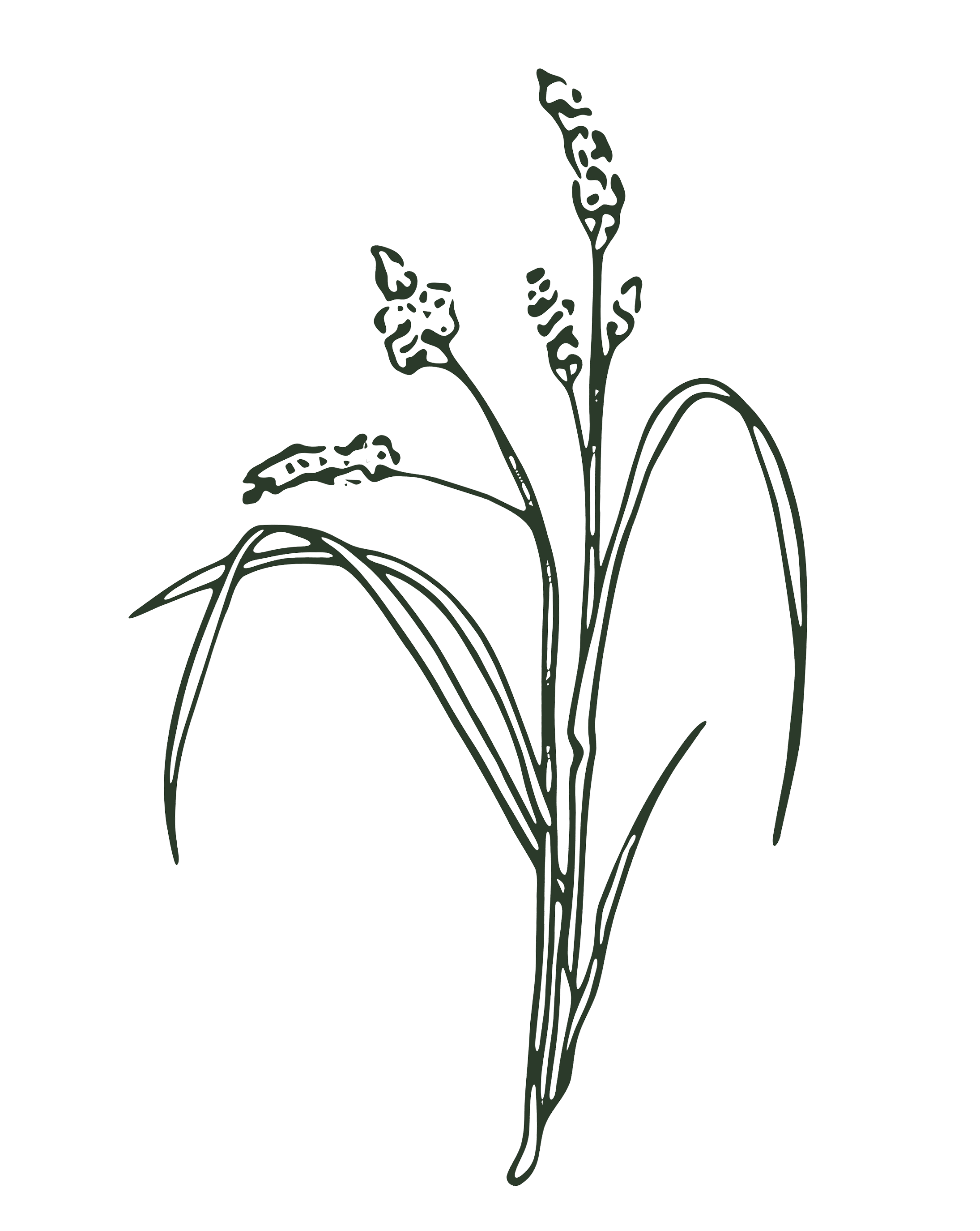 Engraving of a grass stem