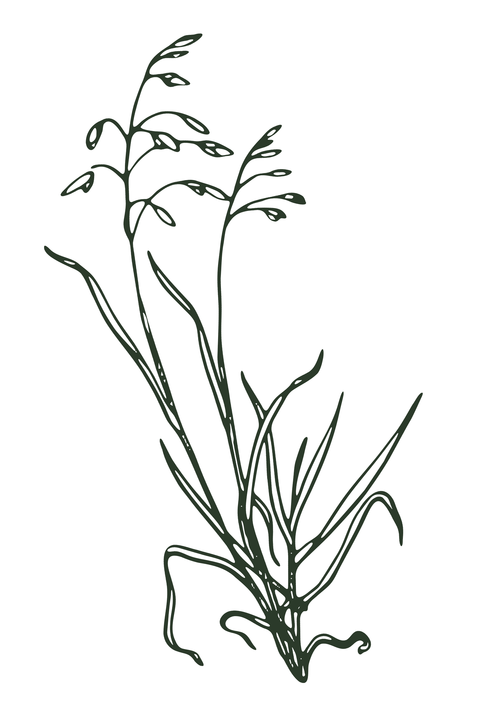 Engraving of a grass stem