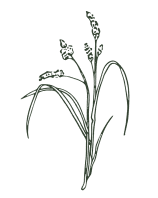 Engraving of a grass stem