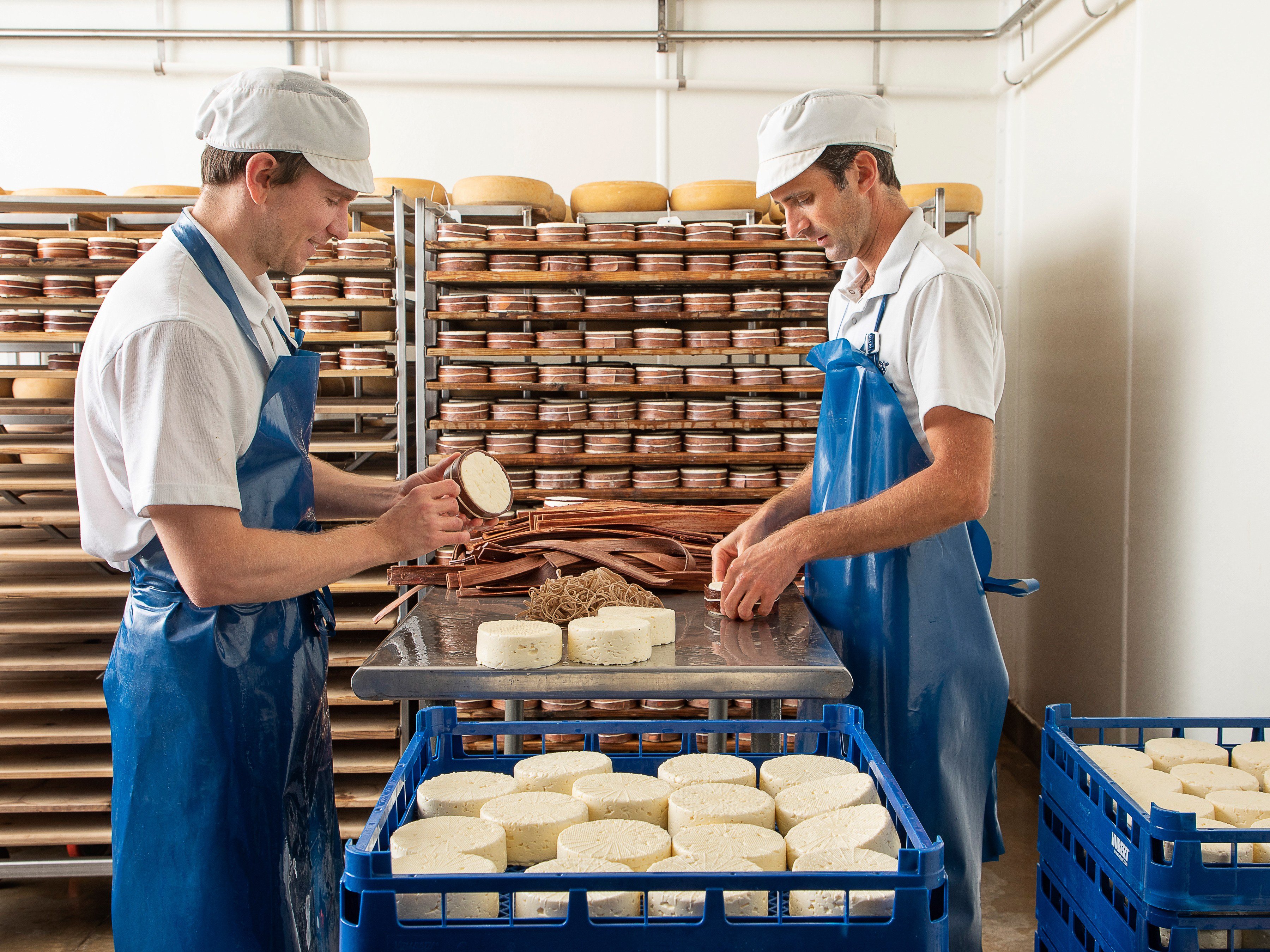 Two cheesemakers banding young Rush Creek Reserve wheels with spruce bark