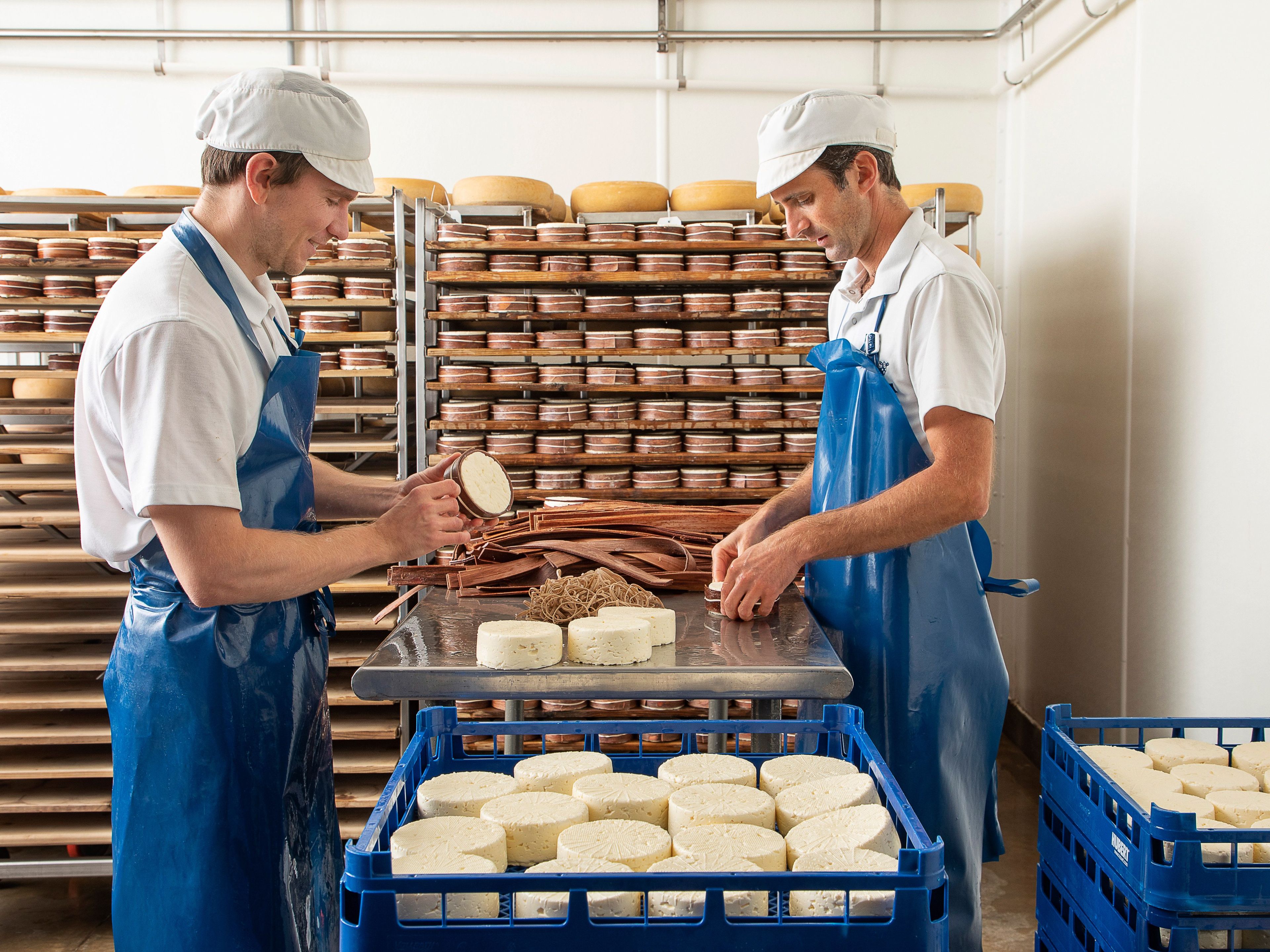 Two cheesemakers banding young Rush Creek Reserve wheels with spruce bark in the cave