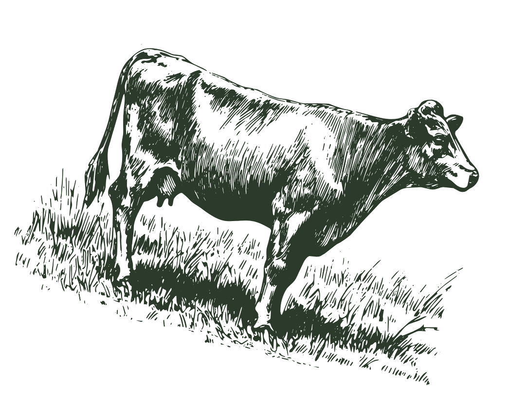 Engraving of a cow