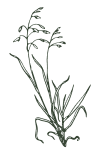 Engraving of a grass stem