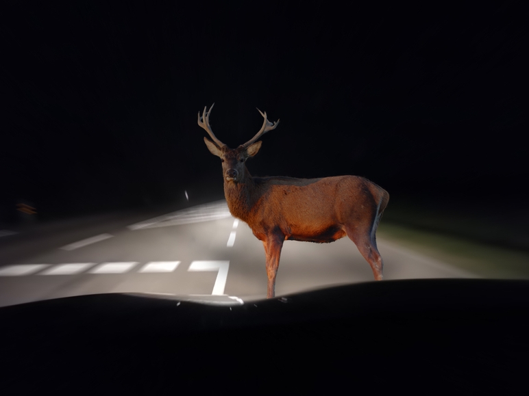 Image Deer-Related Auto Accidents: What to Do After a Collision in South Jersey