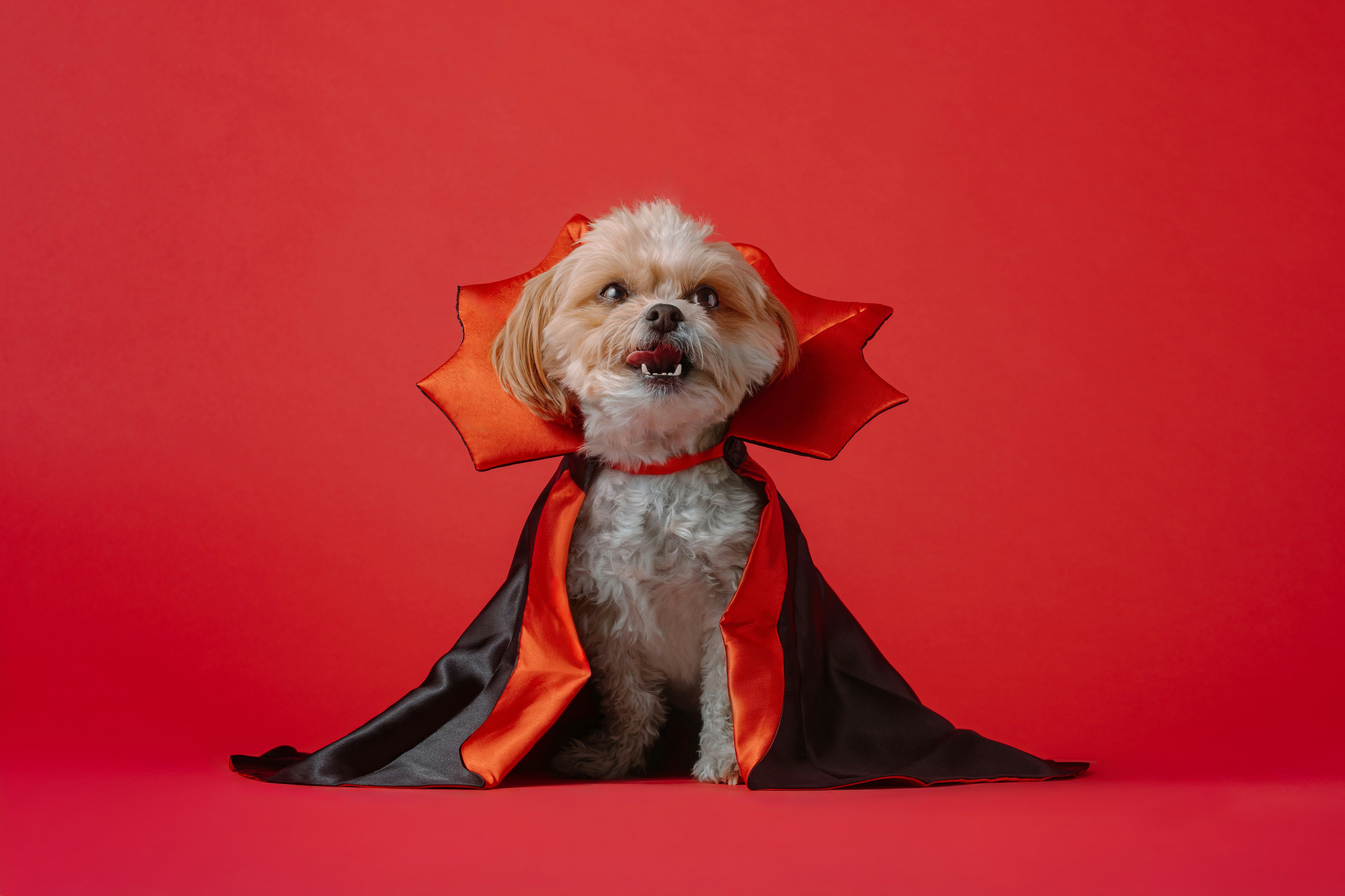 Small dog in a black and red vampire cape costume on a red background, illustrating Halloween dog bite safety