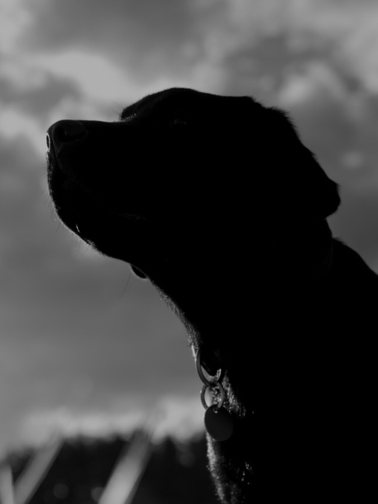 Black Dog Silhouette