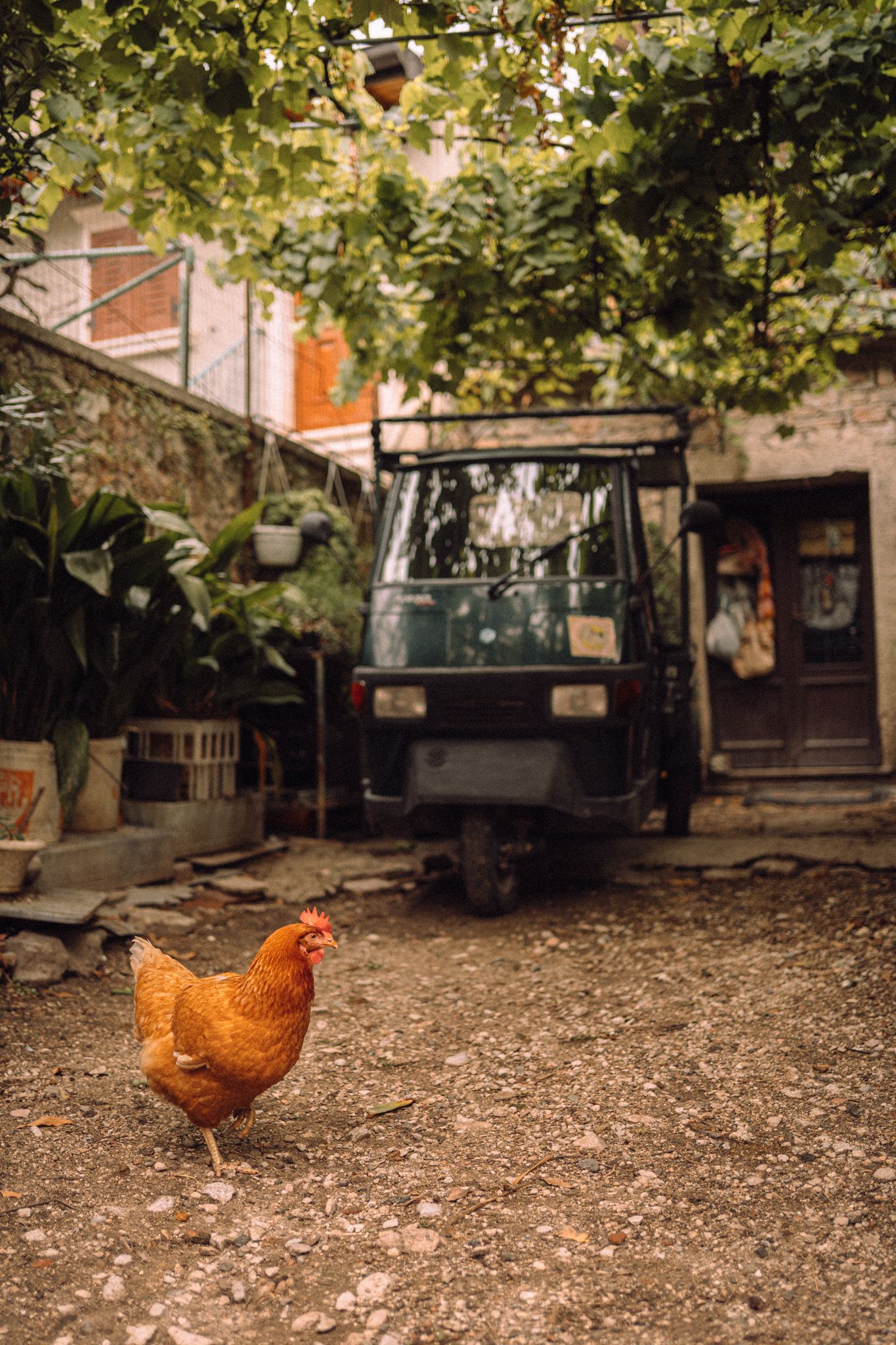 Chicken Italy