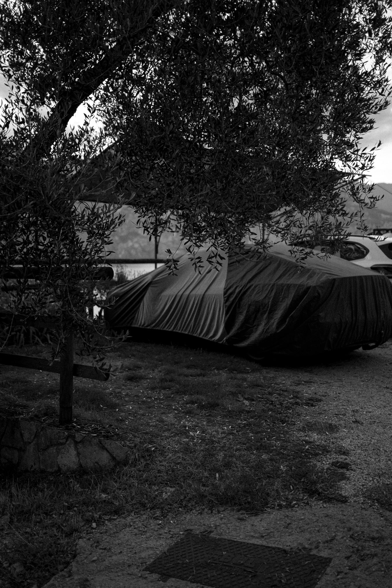 Hidden car under tree