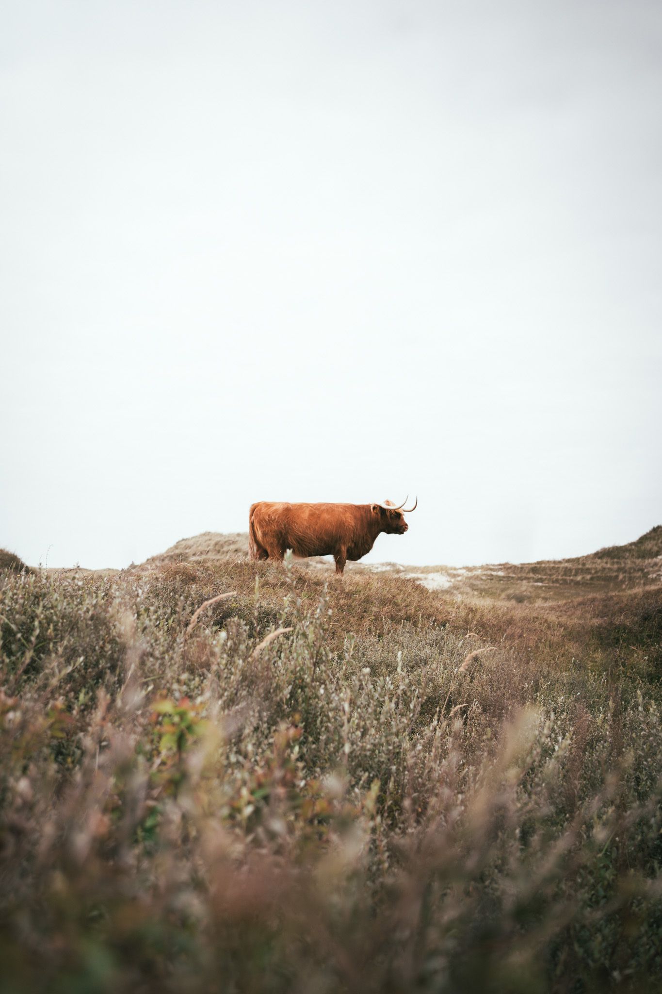 Highland Cattle