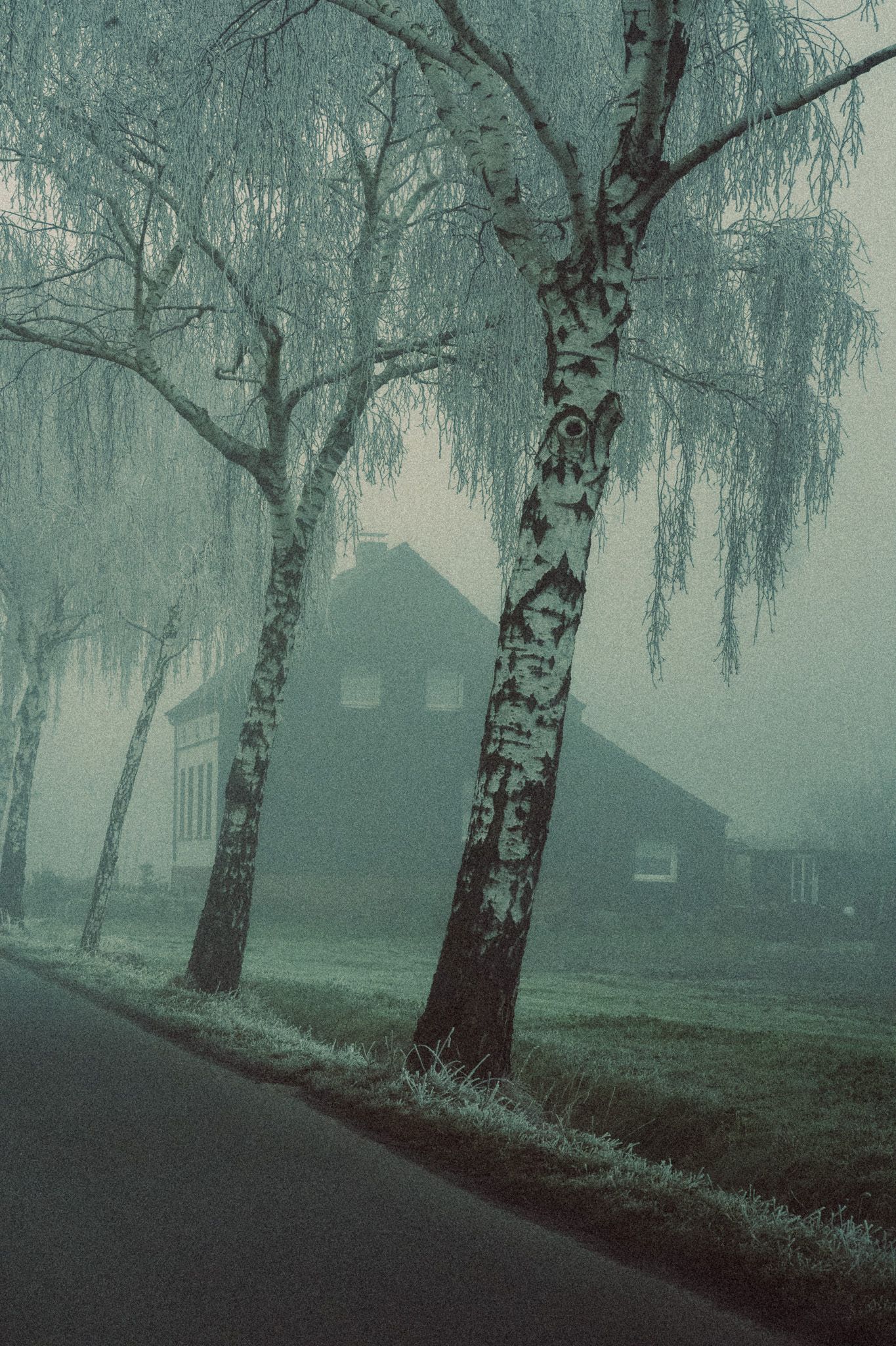 Fog Trees & House
