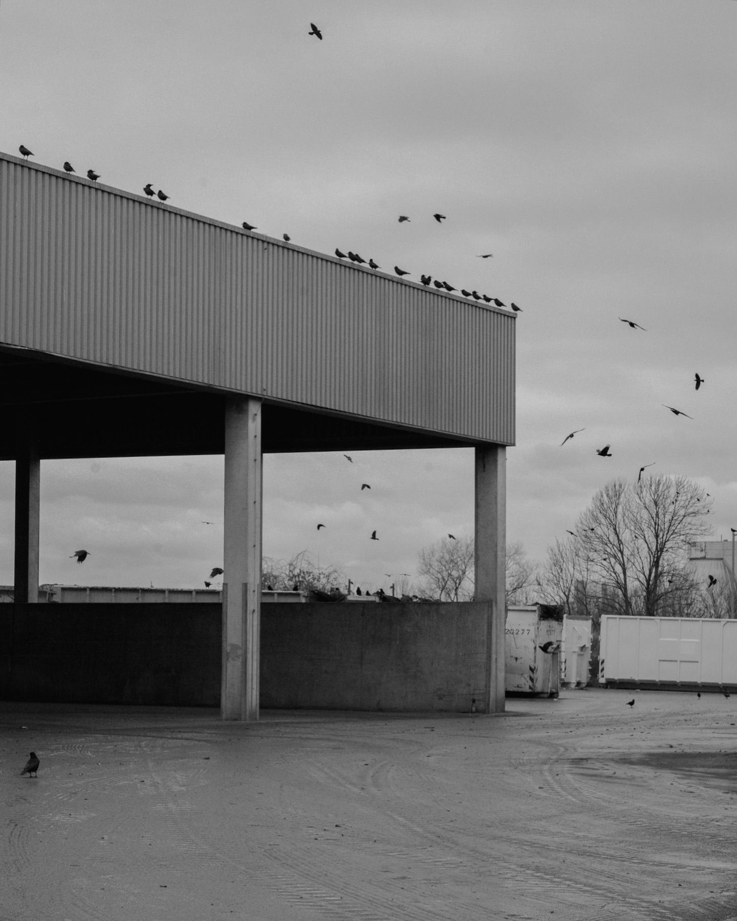 Birds in industrial scene