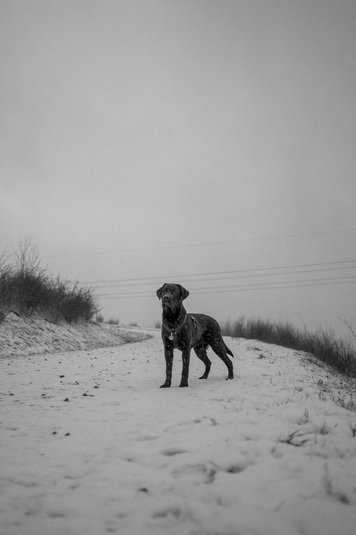 Black Dog in Winter