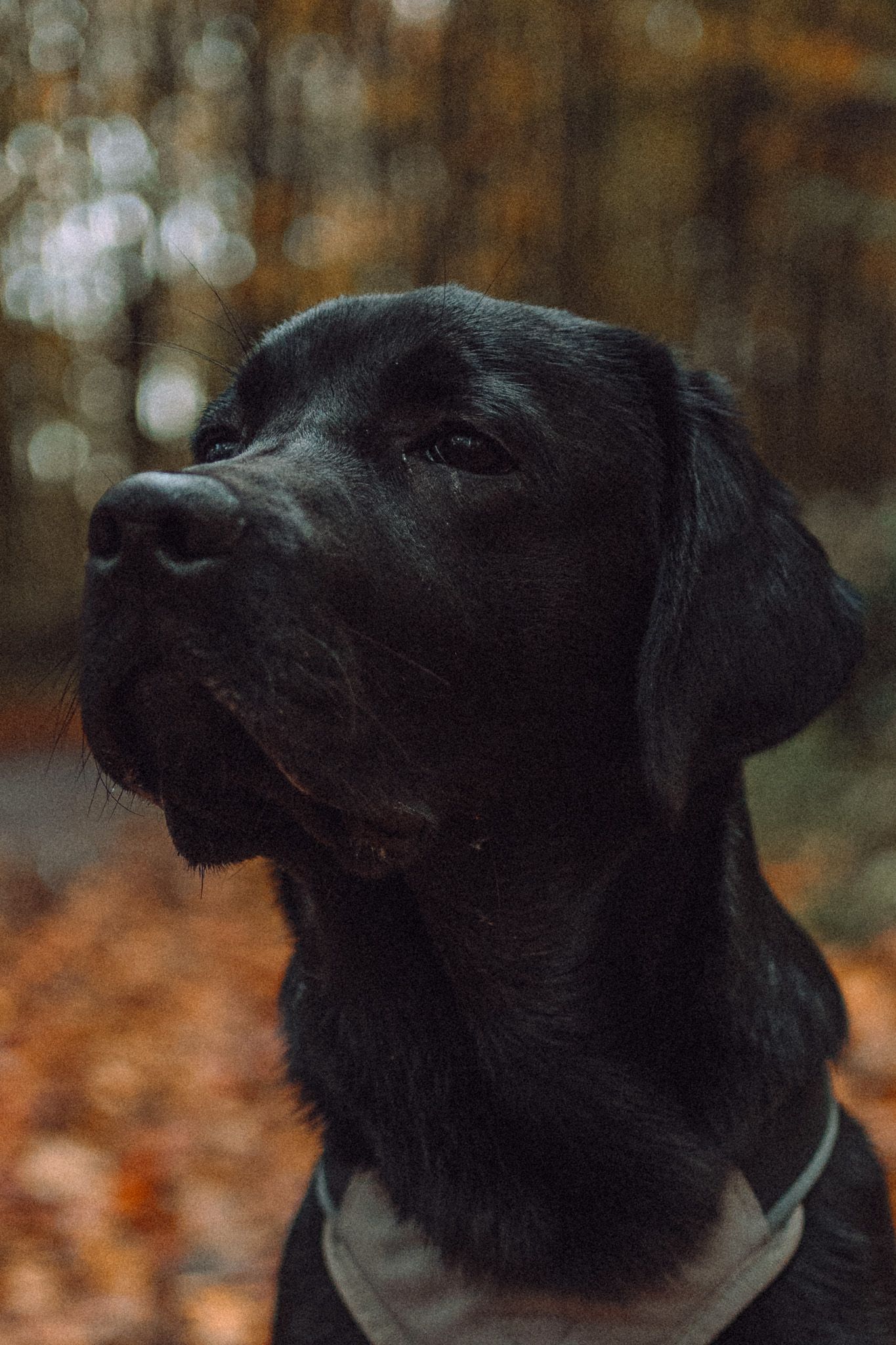 CAS